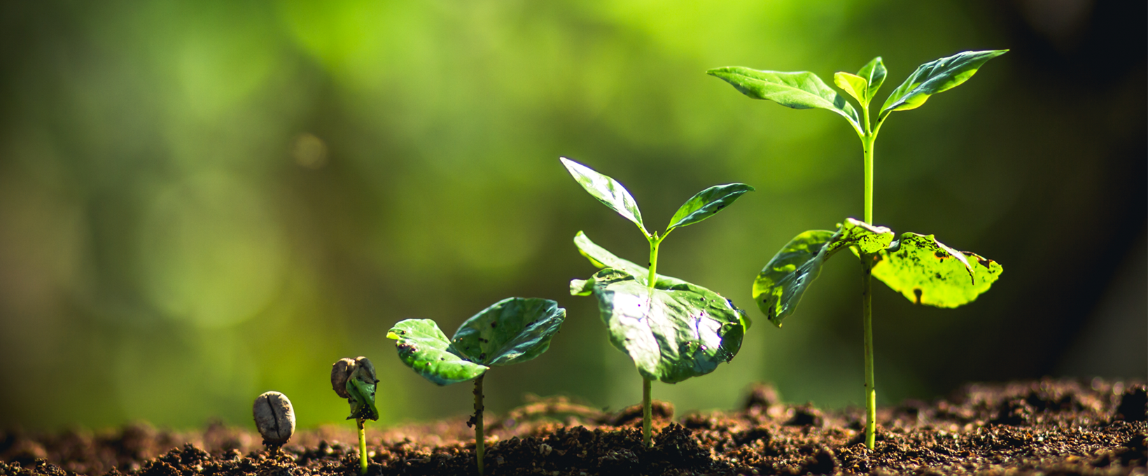 Learn how HR leaders can transform the talent lifecycle with a single talent management system.  